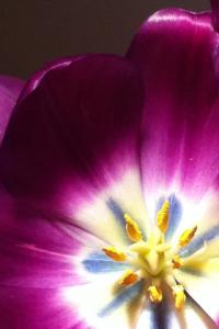A Purple Tulip Receives An International Nod